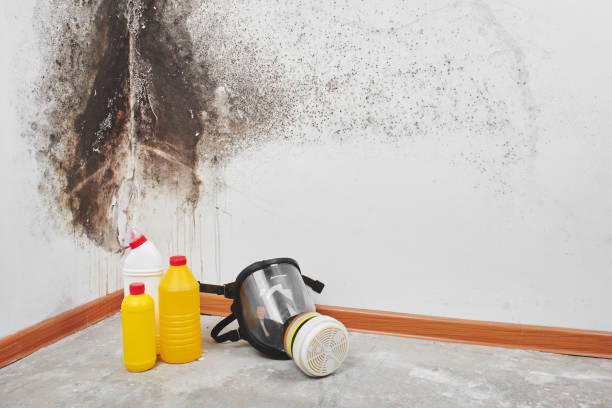 Best Toxic Mold Removal  in Van Vleck, TX