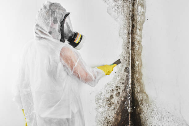 Mold Removal and Inspection in Van Vleck, TX