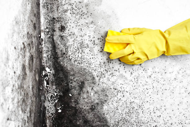 Best Crawl Space Mold Removal  in Van Vleck, TX