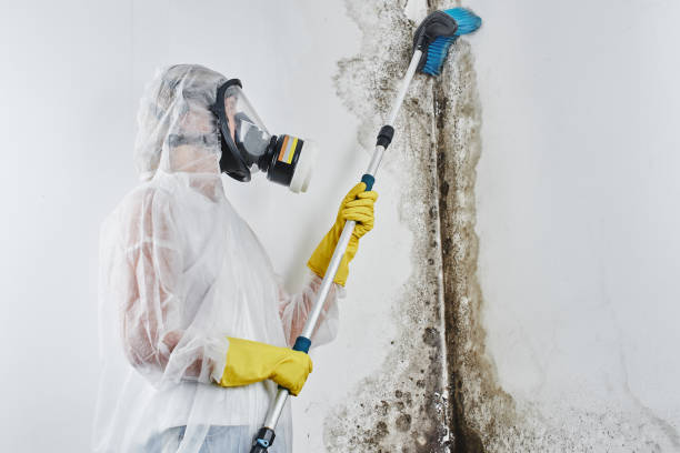 Best Same-Day Mold Removal  in Van Vleck, TX