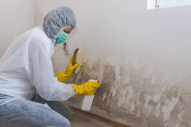 Best Mold Removal Company Near Me  in Van Vleck, TX