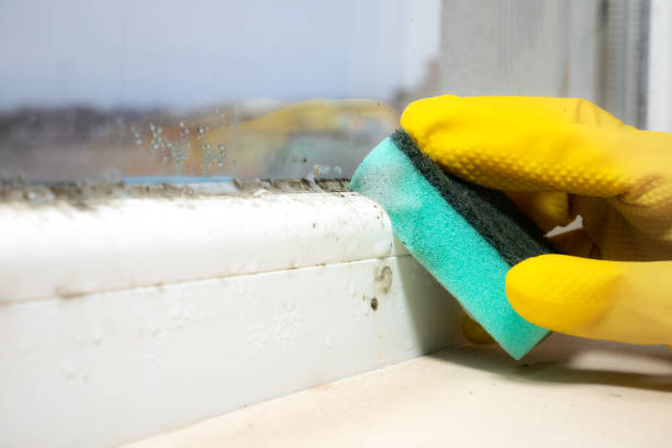 Best Fast Mold Removal  in Van Vleck, TX