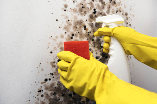 Best Best Mold Removal Companies  in Van Vleck, TX