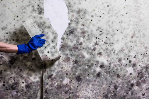 Trusted Van Vleck, TX Mold Removal Experts